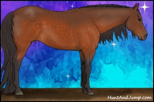 Horse Color: Buckskin 