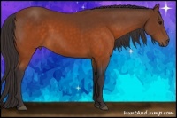 Horse Color:Buckskin 