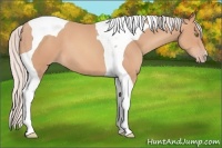 Horse Color:Silver Amber Champagne Tobiano 