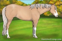 Horse Color:Silver Amber Champagne Roan Sabino 