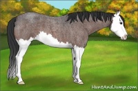 Horse Color:Bay Roan Splash 