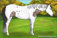 Horse Color:Bay Ice Splash Tobiano Rabicano 