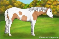 Horse Color:Silver Bay Splash Tobiano Rabicano 