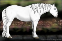 Horse Color:Gray Silver Amber Cream Champagne Pearl Tobiano Appaloosa Rabicano 