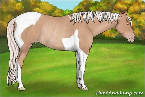 Horse Color: Silver Classic Champagne Tobiano Rabicano 