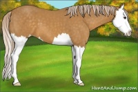 Horse Color:Palomino Splash 