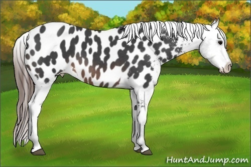 Horse Color: Brown Roan Blanket 