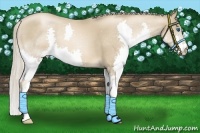 Horse Color:Chocolate Palomino Pearl Splash