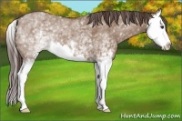 Horse Color:White Spotted Liver Red Dun Splash 