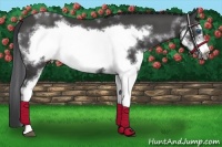 Horse Color:White Spotted Black Splash Frame 