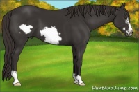 Horse Color:Liver Chestnut Frame 