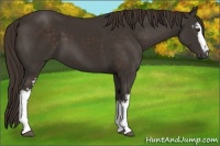 Horse Color:White Spotted Liver Chestnut 