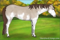 Horse Color:White Spotted Liver Red Dun Splash 