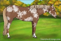 Horse Color:Chestnut Ice Sabino 
