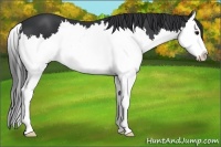Horse Color:Black Splash 