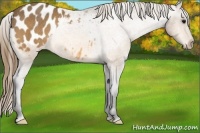 Horse Color:Buckskin Blanket Rabicano 