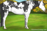 Horse Color:White Spotted Black Splash Rabicano 