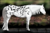 Horse Color:Black Appaloosa