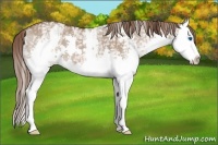 Horse Color:White Spotted Liver Red Dun Splash 