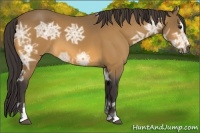 Horse Color:Buckskin Ice Sabino 