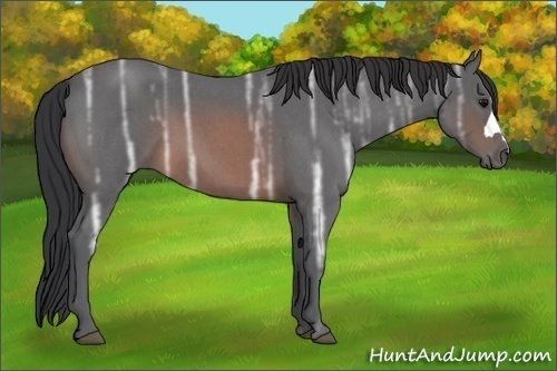 Horse Color: Brown Ice Roan 
