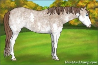Horse Color:White Spotted Liver Red Dun Splash 