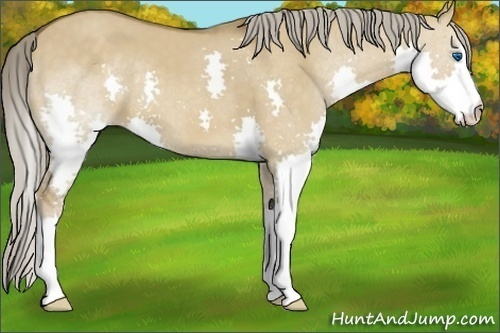 Horse Color: Chocolate Palomino Dun Splash 
