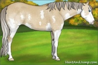 Horse Color:Chocolate Palomino Dun Splash 