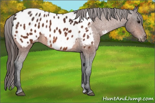 Horse Color: Bay Blanket 