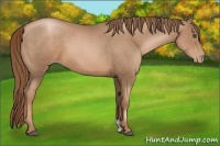 Horse Color:Liver Chestnut Pearl 