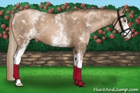 Horse Color:White Spotted Liver Chestnut Pearl 