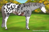 Horse Color:Brown Splash Appaloosa