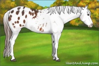 Horse Color:Bay Splash Appaloosa