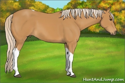 Horse Color:Palomino Tobiano