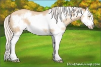 Horse Color:Silver Classic Champagne Dun Splash Frame 