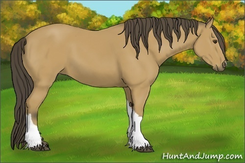 Horse Color: Buckskin 