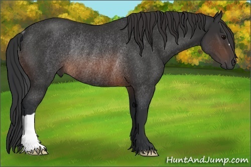 Horse Color: Brown Rabicano 
