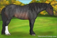 Horse Color:Brown Rabicano 