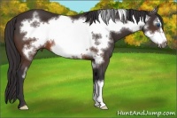 Horse Color:Buckskin Frame 