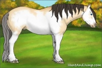 Horse Color:Buckskin Dun Splash Frame Rabicano 