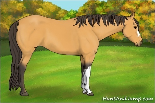 Horse Color: Buckskin 