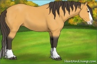 Horse Color:Buckskin Splash 