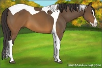 Horse Color:Buckskin Splash Tobiano 