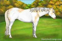 Horse Color:White Spotted Palomino Frame 