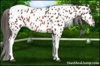 Horse Color:Bay Tobiano Near Leopard 