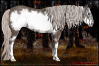 Horse Color:Silver Black Sabino Frame