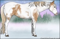 Horse Color:White Spotted Chestnut Splash Tobiano