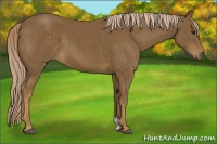 Horse Color:Chocolate Palomino 