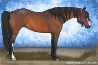 Horse Color:Bay Roan 