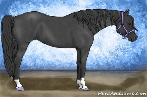 Horse Color: Blue Roan 